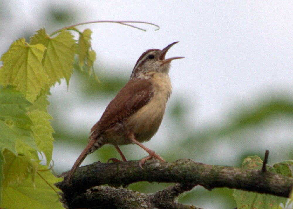 Ivy Wren