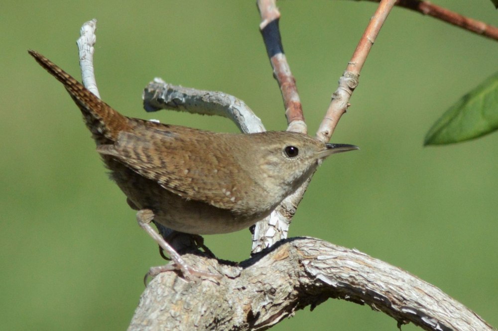 Woodpecker Finch