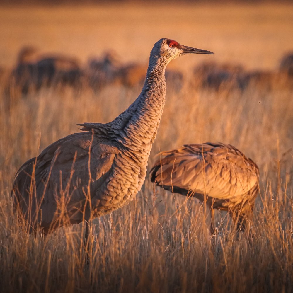 Bongiovanni Cranes