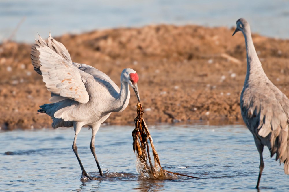 Crane photo