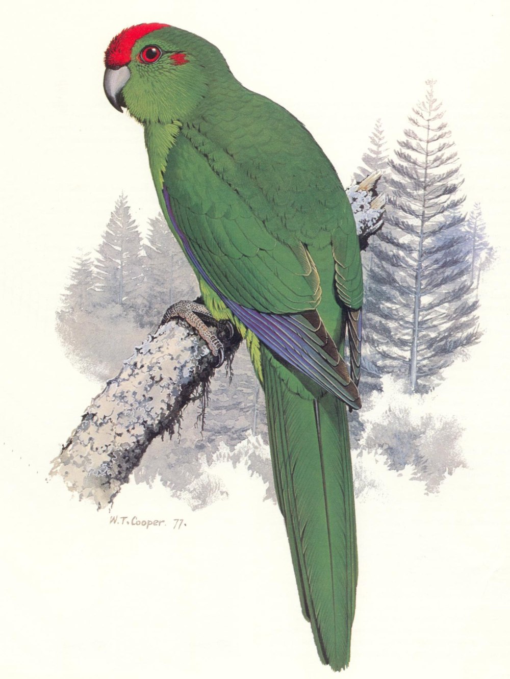 Cyanoramphus новозеландский