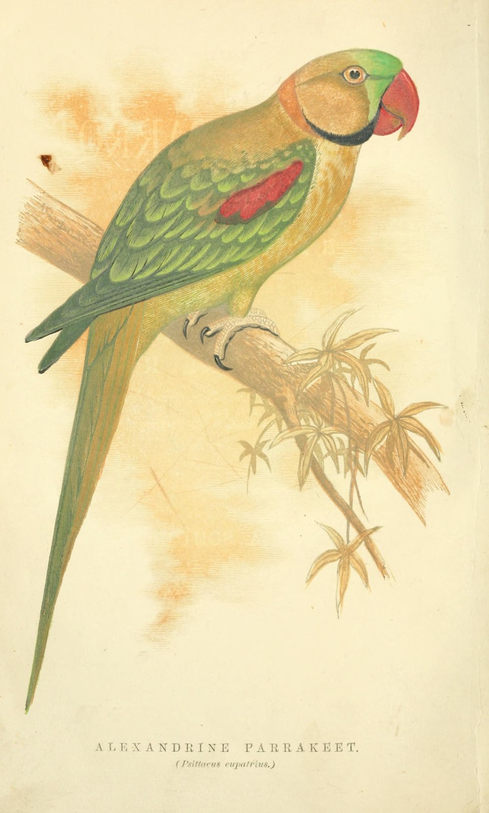 Psittacus значок