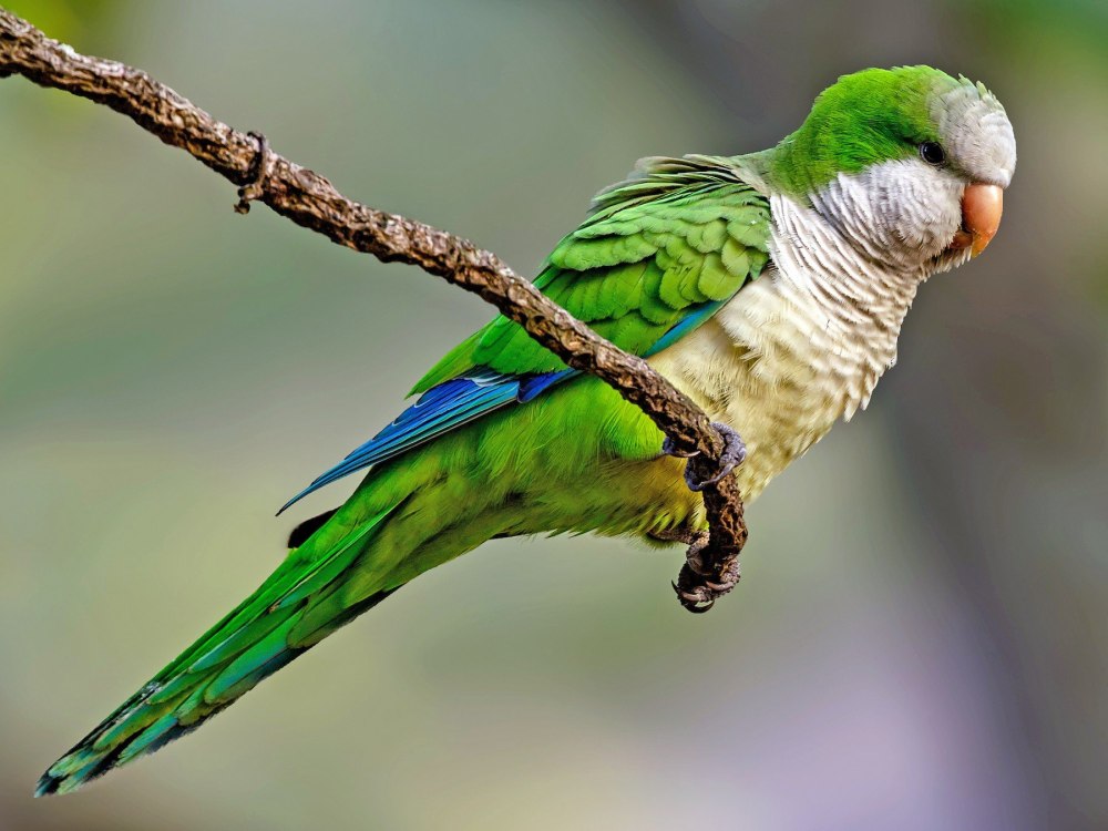 Monk Parakeet