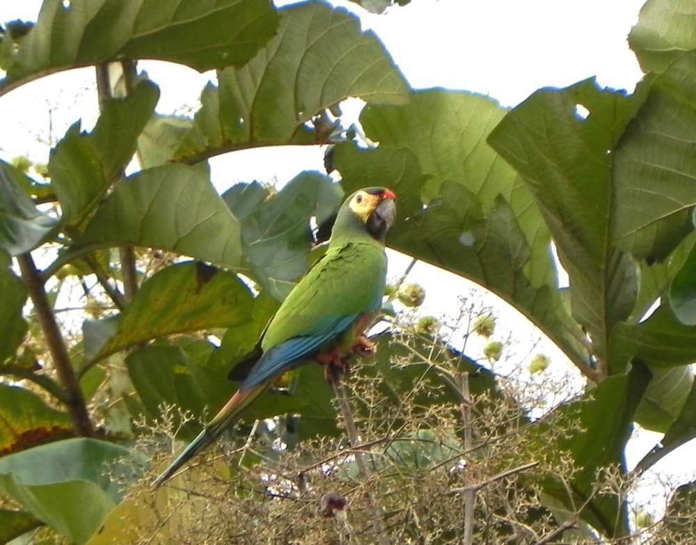 Dugastella marocana