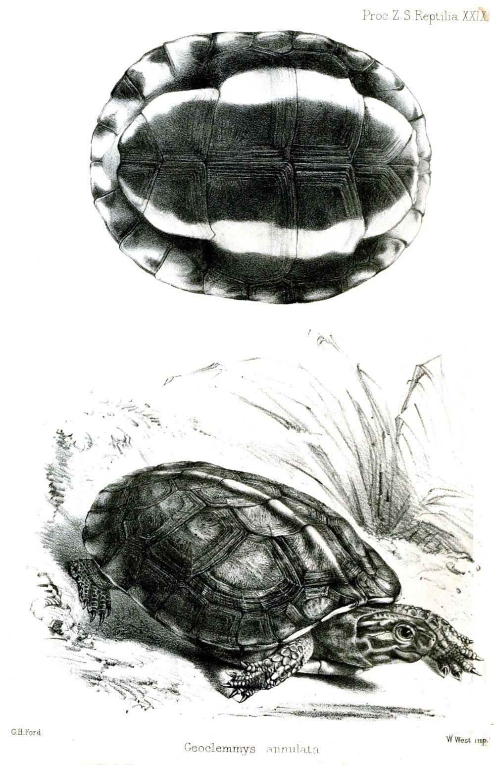 Rhinoclemmys nasuta