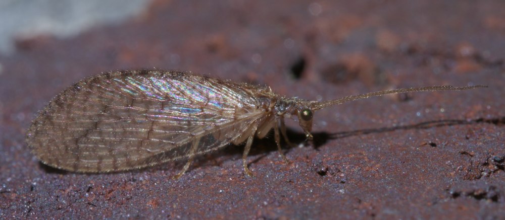 Микромус угольчатый Micromus angulatus Steph