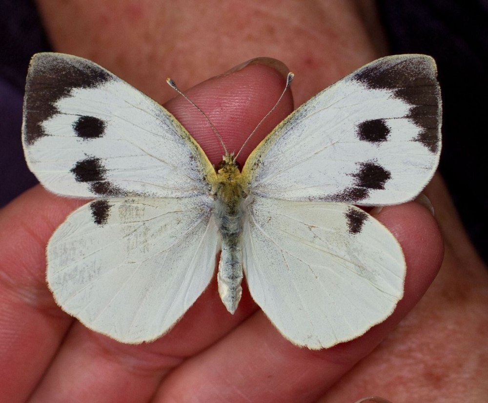 Вайт Баттерфляй (White Butterfly