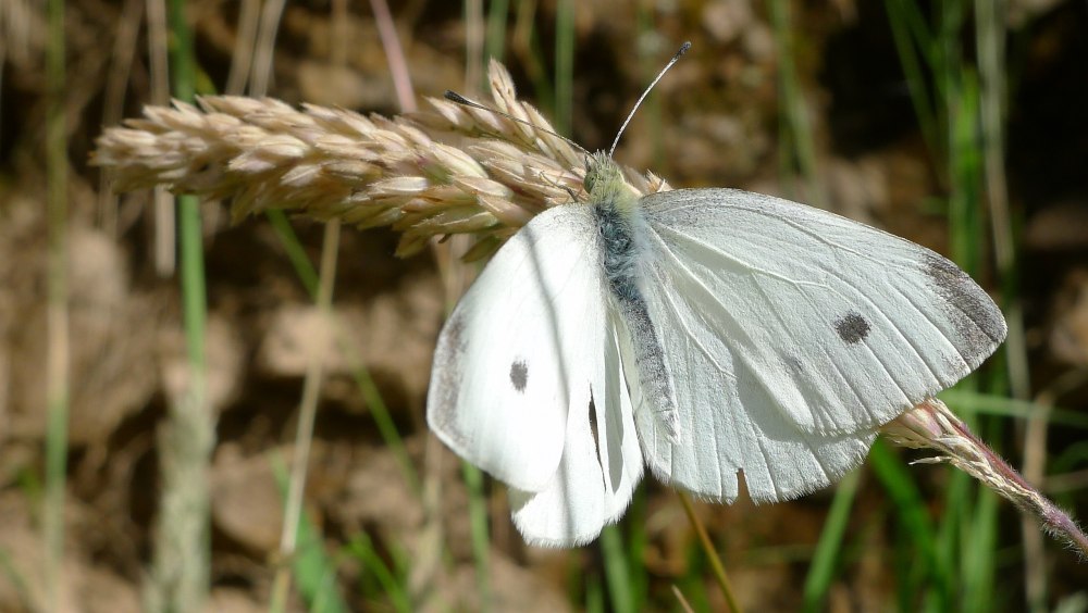 Cabbage White Butterfly