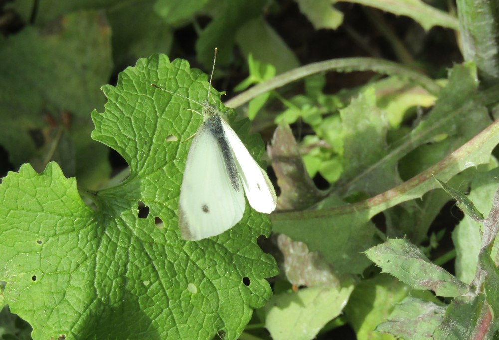 Cabbage White Butterfly
