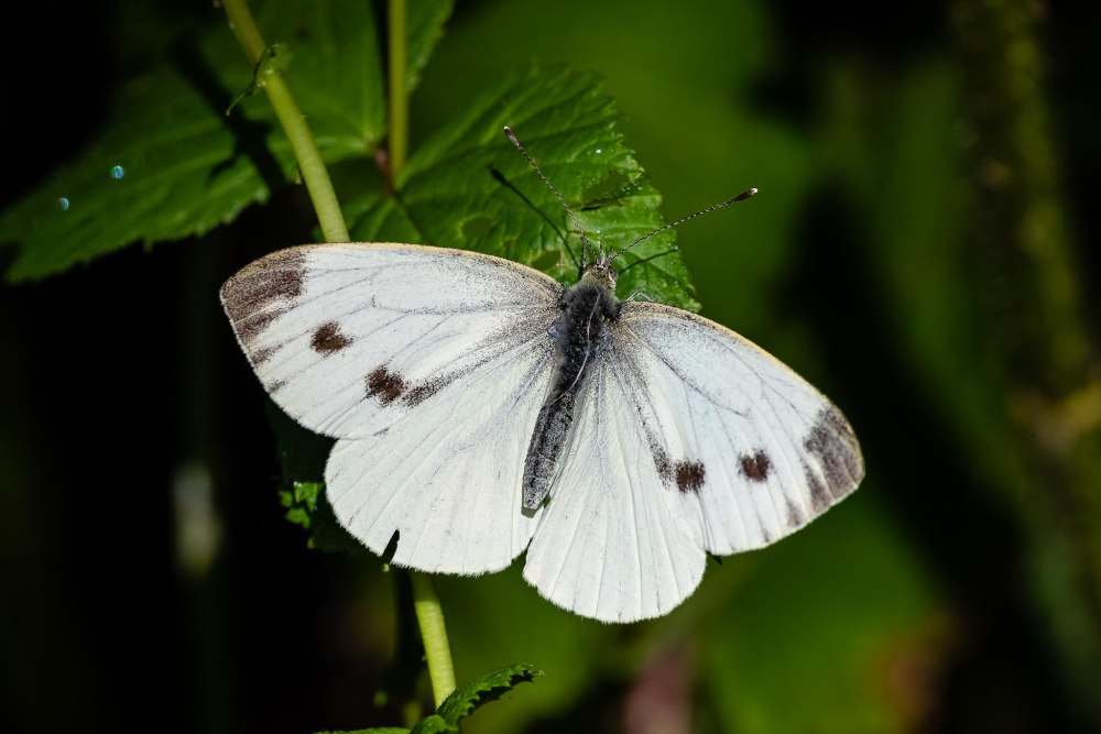 Pieris virginiensis
