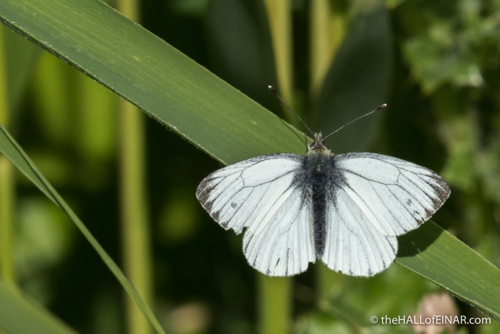Вайт Баттерфляй (White Butterfly