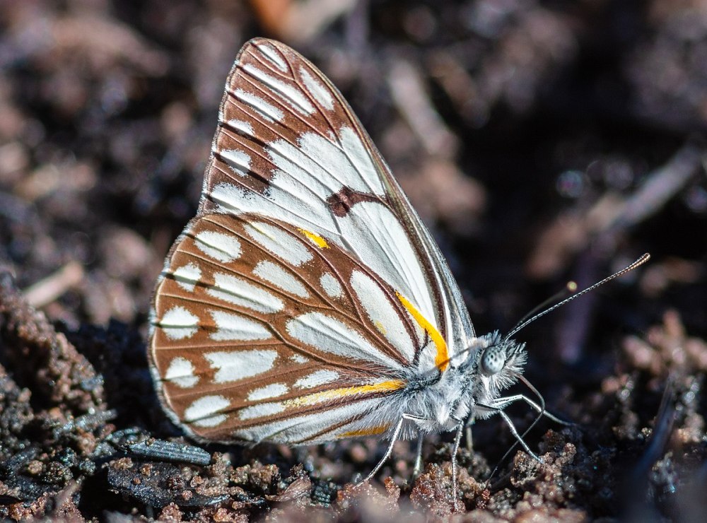 Graphium macareus