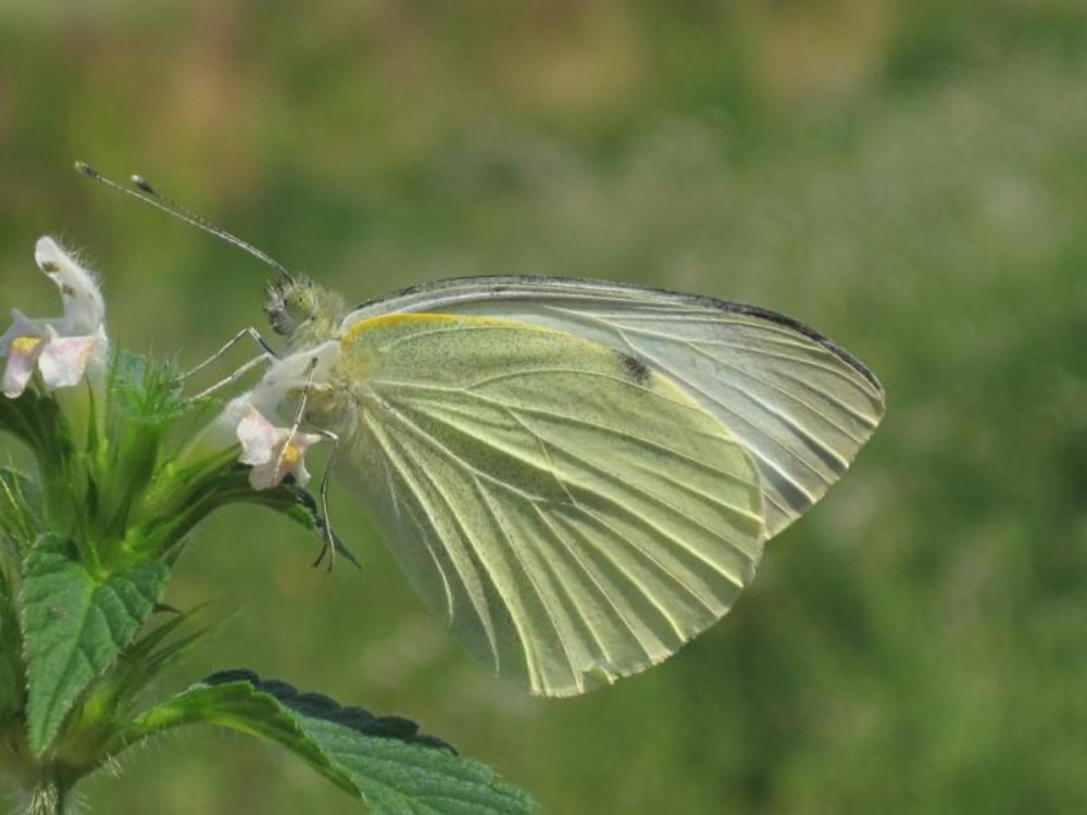 Artogeia rapae
