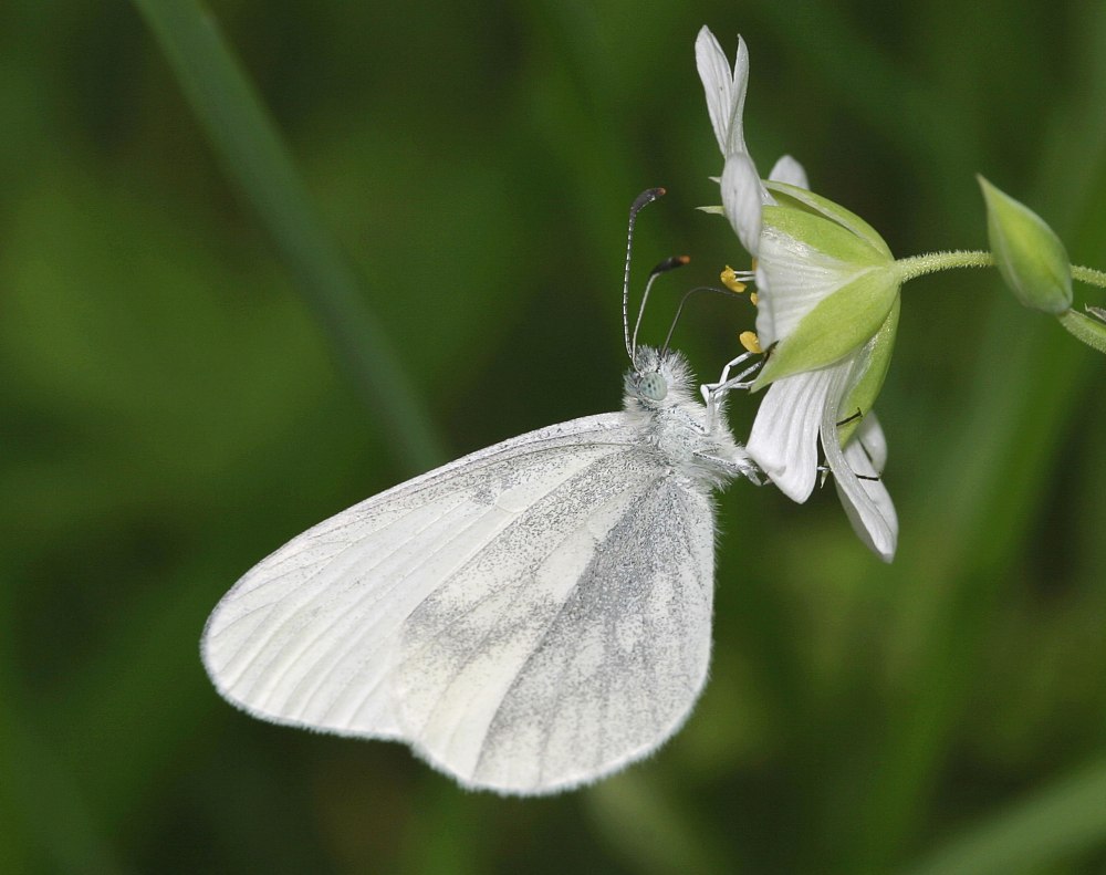 Вайт Баттерфляй (White Butterfly