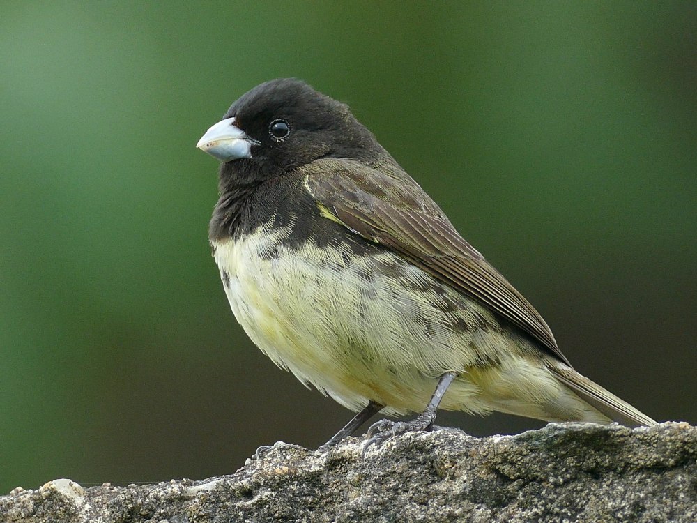 Шиферная вьюрковая овсянка