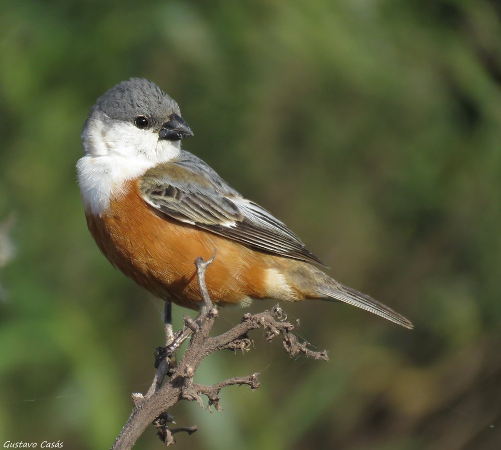 Желтогрудая вьюрковая овсянка