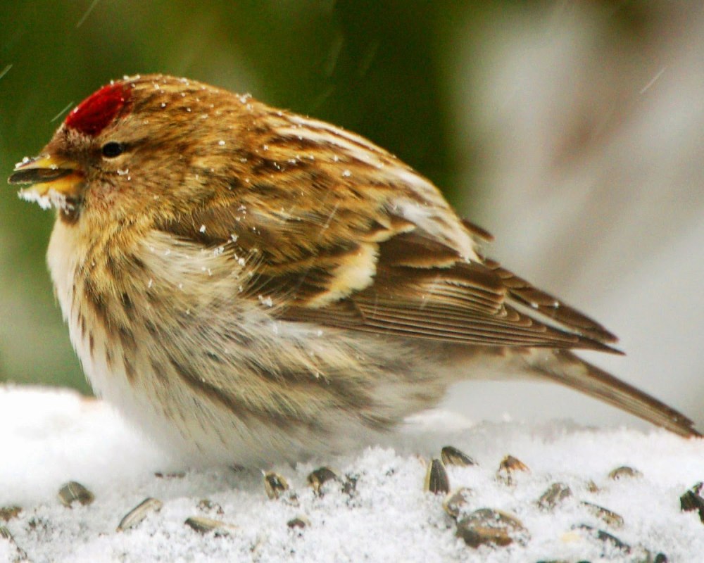 Птицы семейства вьюрковых фото чечетка