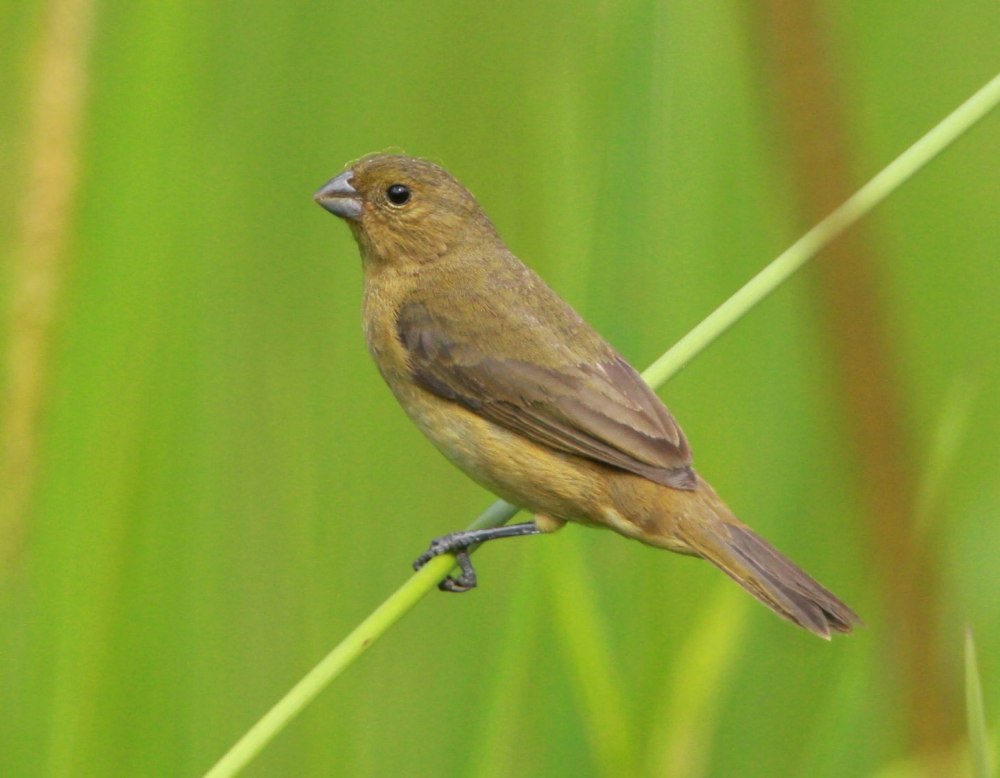 Ecuadorian Seedeater