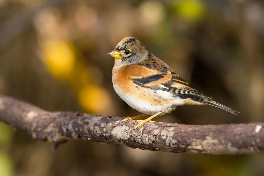 Вьюрок в Америке