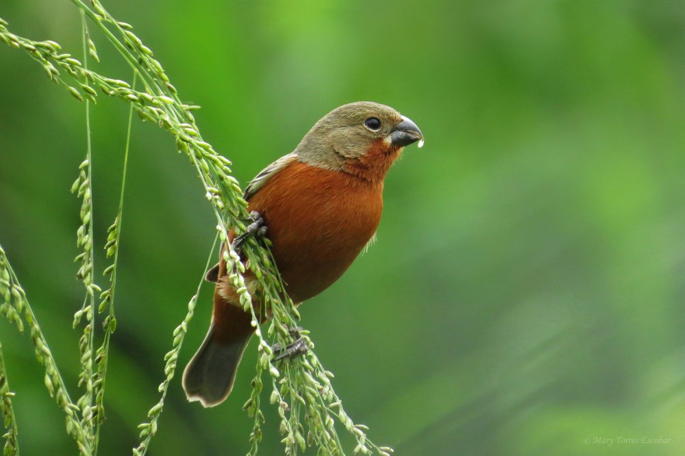 Болотная вьюрковая овсянка