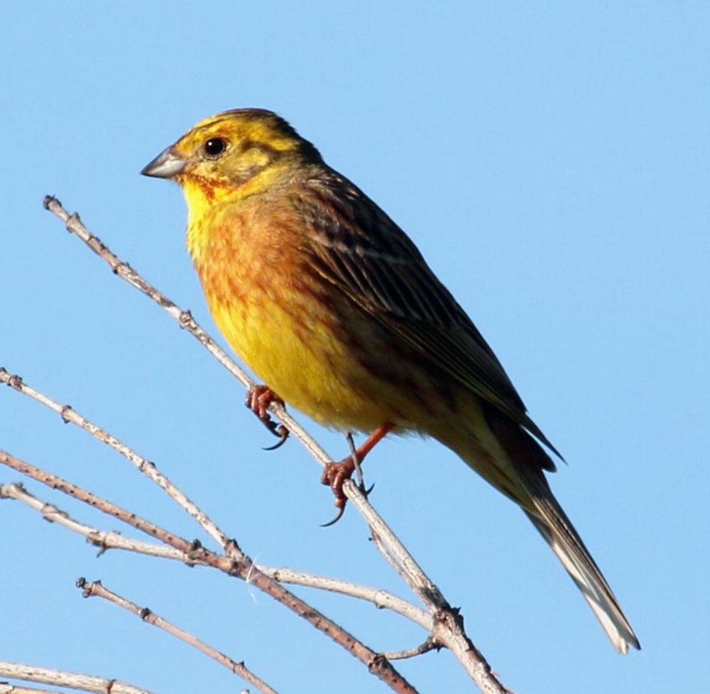 Овсянковые Овсянковые