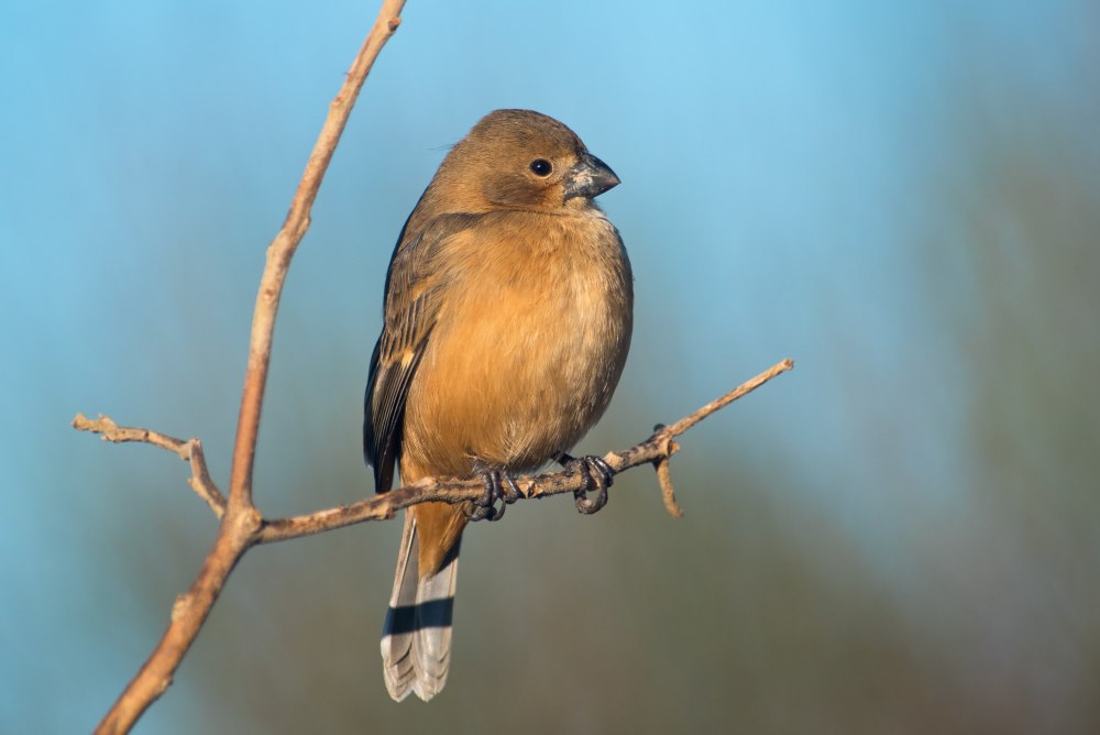 Певчие воробьиные Вьюрковые