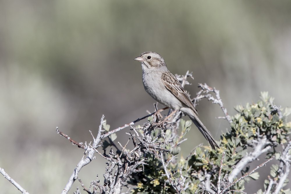 Малая воробьиная овсянка