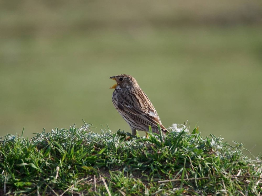 Овсянка Просянка птица