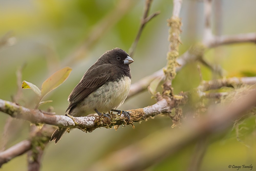 Болотная вьюрковая овсянка