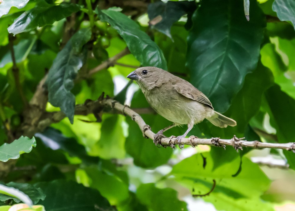 Перепись Соловьев
