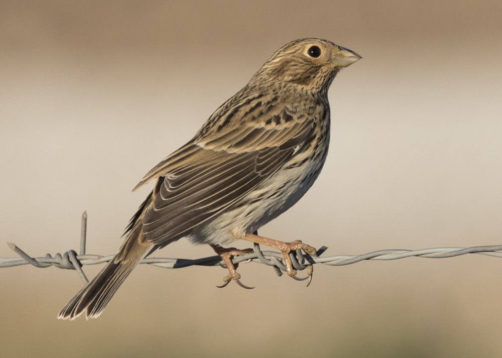 Corn Bunting