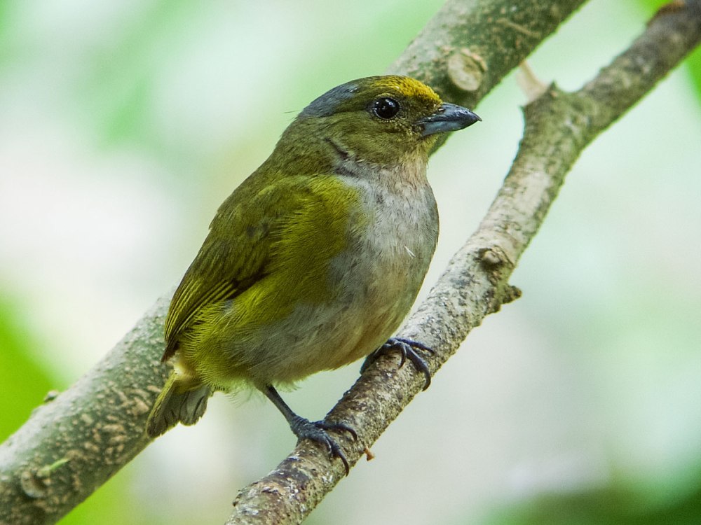 Певчие воробьиные Вьюрковые