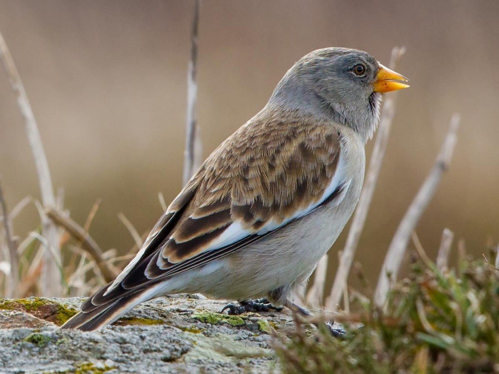Болотная вьюрковая овсянка