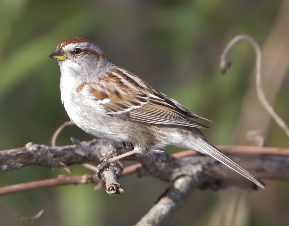 Птичка семейства воробьиных