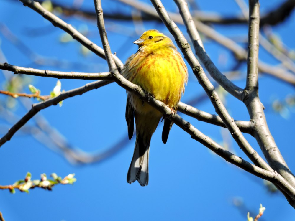День птички овсянки
