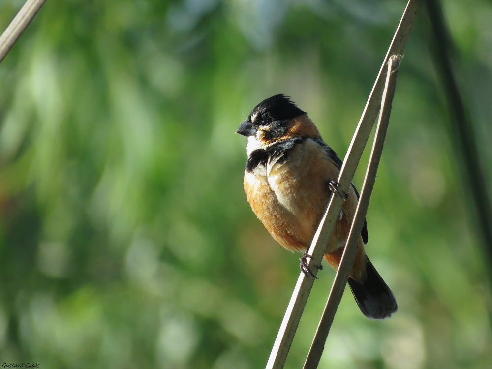Ошейниковая майна