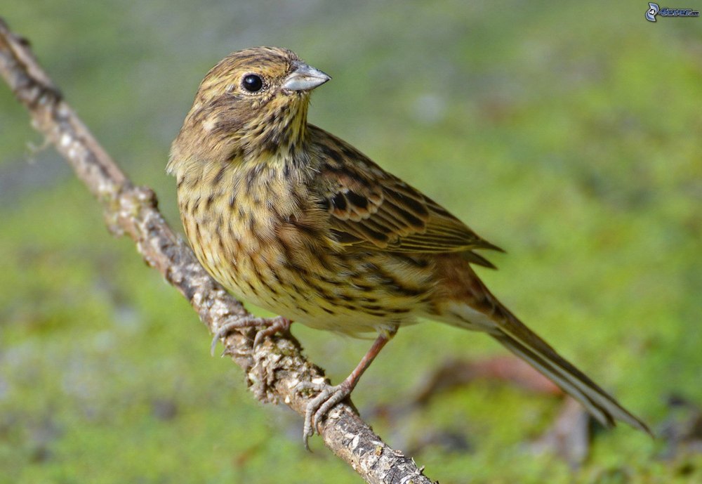 Малая вьюрковая овсянка