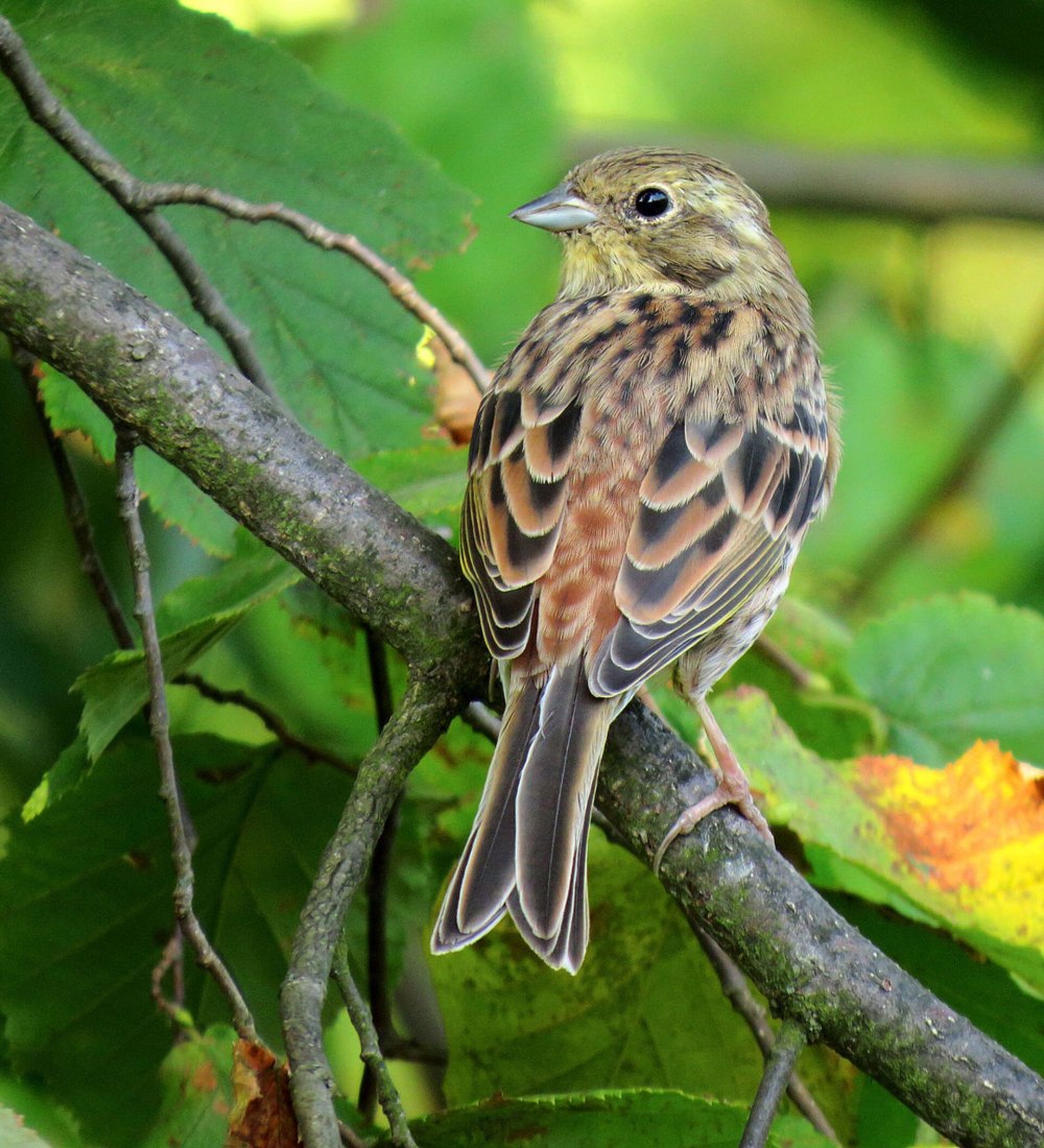 Обыкновенная овсянка самка