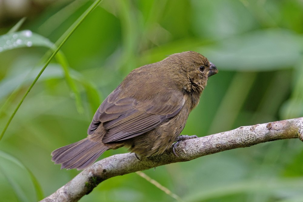 Толстоклювик наших лесов фото