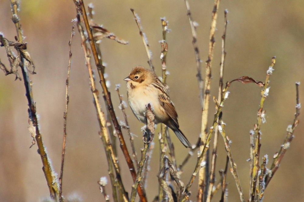 Полярная овсянка
