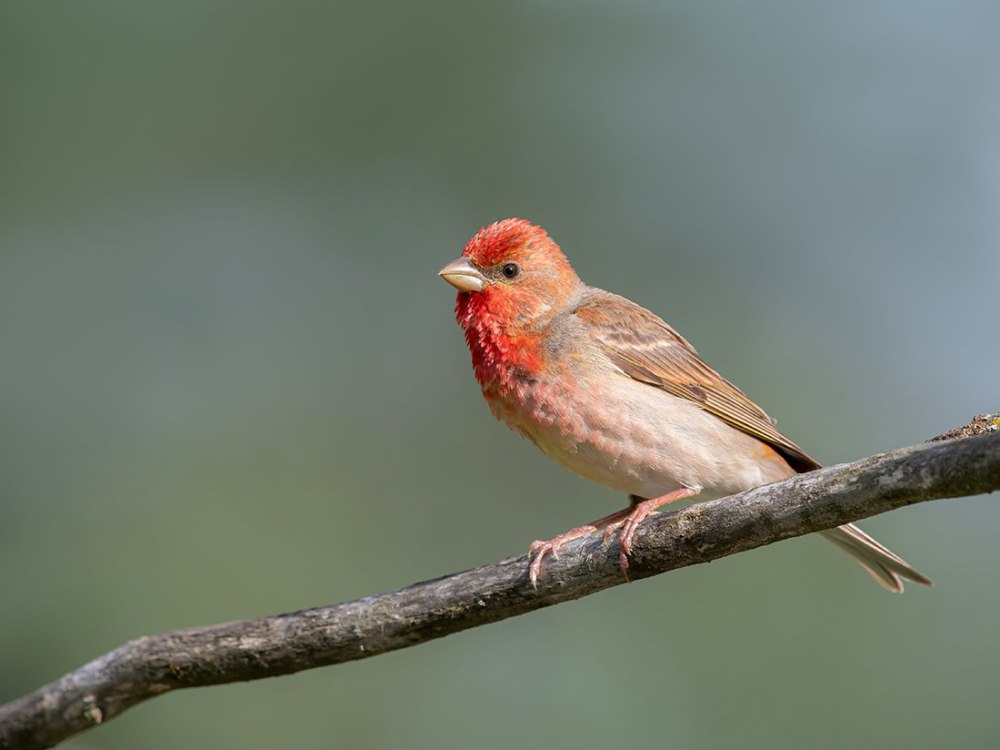 Видео про птиц