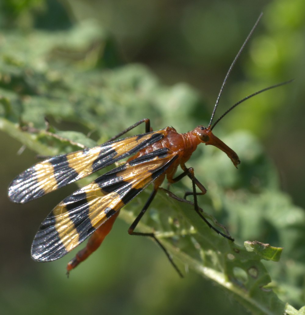 Panorpa Nuptialis
