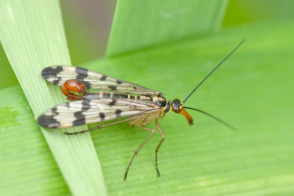 Panorpa communis