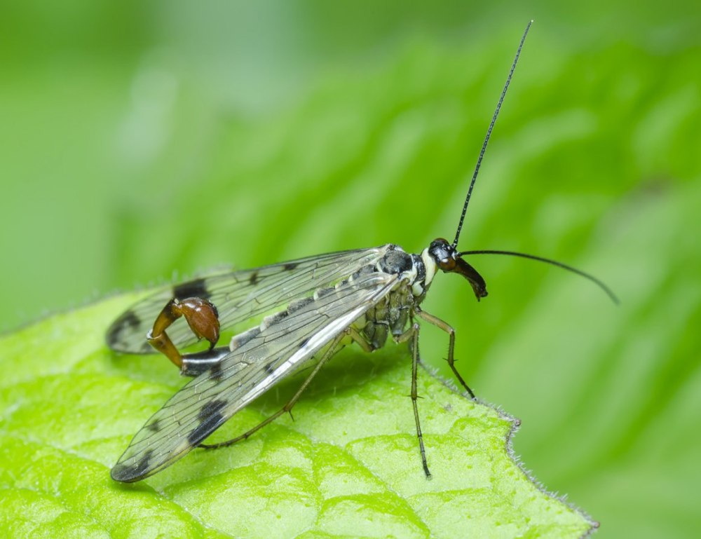 Скорпионовые мухи Mecoptera