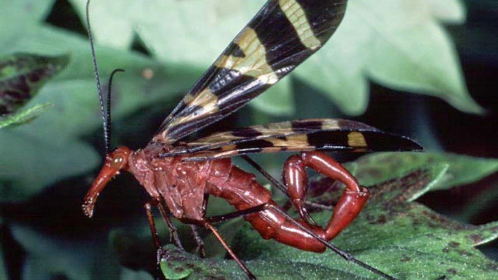 Panorpa Nuptialis