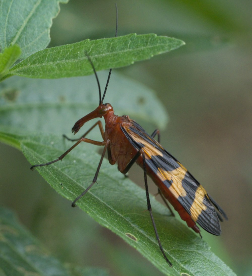 Panorpa Nuptialis