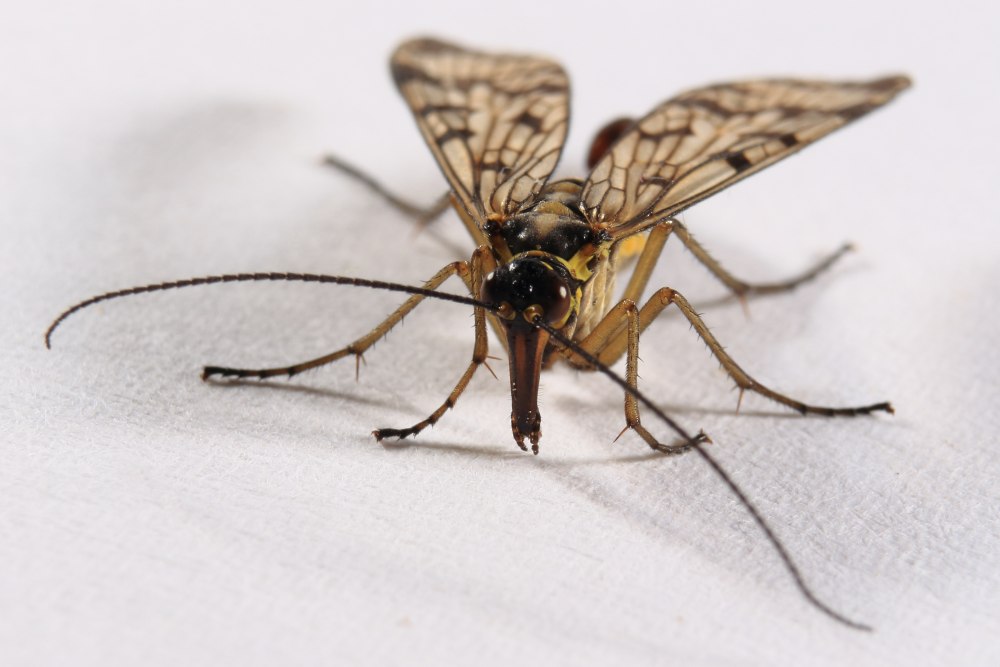 Крыло Mecoptera