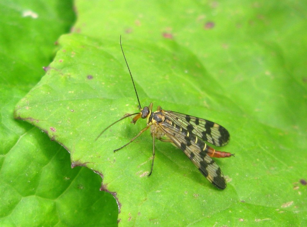 Mecoptera – скорпионницы