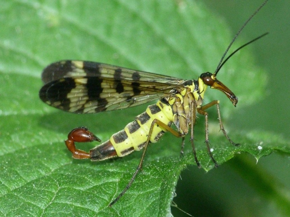 Panorpa communis