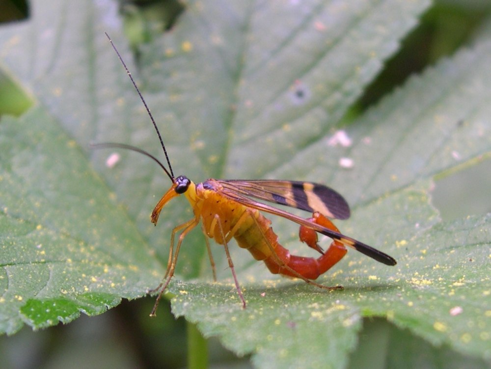 Neoptera